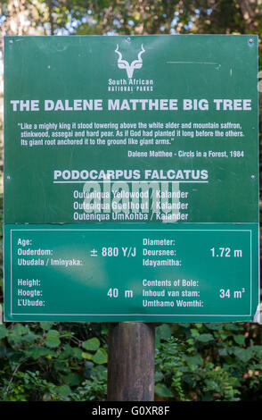 MILLWOOD, Südafrika - 4. März 2016: Schild am Dalene Matthee Yellowwood Baum in der Knysna Forest. Stockfoto