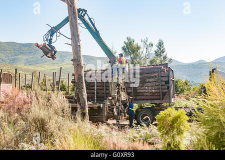 MILLWOOD, Südafrika - 4. März 2016: Arbeiter laden Protokolle auf einem LKW-Fort-Transport zu den Mühlen Stockfoto