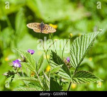 Ein Perlenumrandter Fritillarschmetterling (Boloria euphrosyne), der mit seinen Flügeln ruht, öffnet Österreich Europa Stockfoto