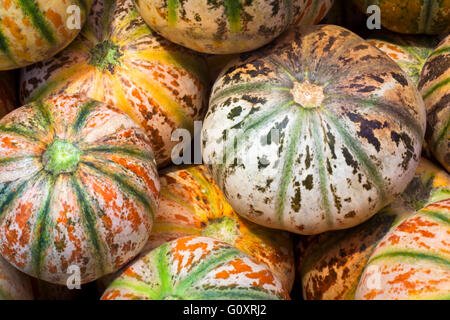 Melone (Moschus Melone): Eine charentais Melone ist eine Art von zuckermelone, cucumis Melo var. cantalupensis. Stockfoto