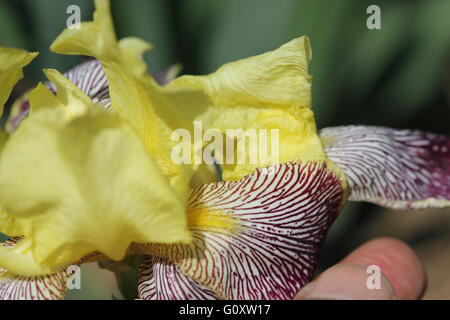 Iris Variegata, Ungarische Iris Seerosengewächse mehrjährige Pflanze, verzweigte Stiele, leicht sichelförmigem gerippte Blätter, gelb-weiße Blüte Stockfoto