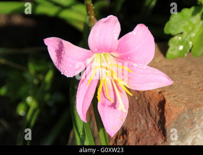 Zephyranthes Rosea, rosige Regen-Lilie, rosa Regen-Lilie, bauchige mehrjährige Pflanze mit linearen Blättern, einzelne trichterförmig rosa Blume Stockfoto