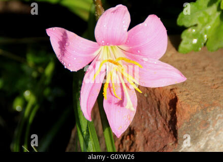 Zephyranthes Rosea, rosige Regen-Lilie, rosa Regen-Lilie, bauchige mehrjährige Pflanze mit linearen Blättern, einzelne trichterförmig rosa Blume Stockfoto