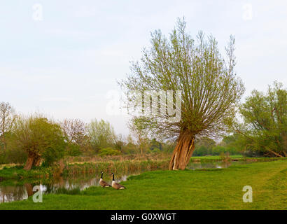 Beschnitten, Weide- und Kanadagans - durch den Fluss Stour, Dedham Vale, Essex, England UK Stockfoto
