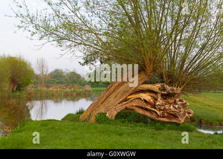 Beschnitten Weidenbaum vom Fluss Stour, Dedham Vale, Essex, England UK Stockfoto