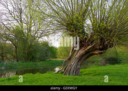 Beschnitten Weidenbaum vom Fluss Stour, Dedham Vale, Essex, England UK Stockfoto