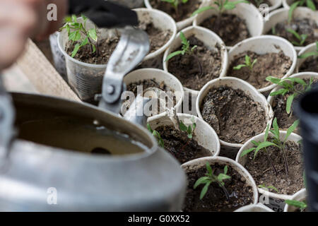 Leckere Tomaten-Setzlinge Stockfoto