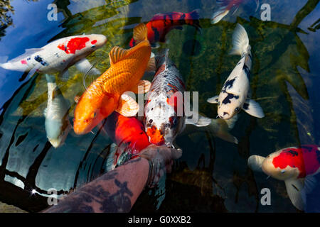 Koi-Karpfen füttern von Personen Hand in einem Gartenteich. Stockfoto