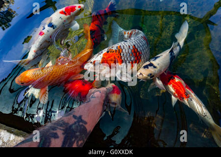 Koi-Karpfen füttern von Personen Hand in einem Gartenteich. Stockfoto