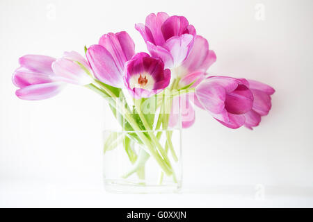 Eine Anordnung der lebendige, rosa Tulpen in einer Glasvase, vor einem weißen Hintergrund gesetzt. Stockfoto