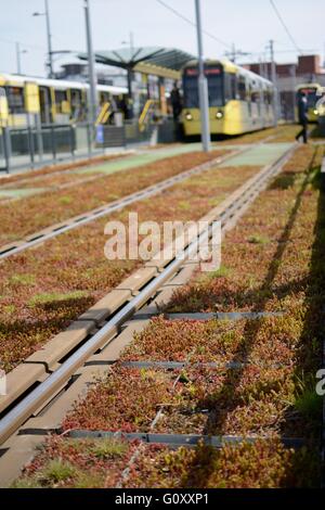 Deansgate - Castlefield Metrolink-Straßenbahn-Haltestelle Manchester. Die Straßenbahnlinien wurden mit Paneelen aus Sedum gepflanzt. Stockfoto