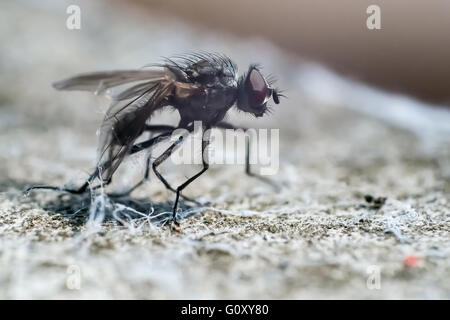 Fliege im Spinnennetz gefangen Stockfoto