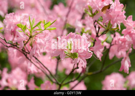 Rhododendron "Mary Hoffman" Blumen. Stockfoto