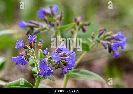 Pulmonaria Mollis - erste Frühling Blumen Nahaufnahme Stockfoto