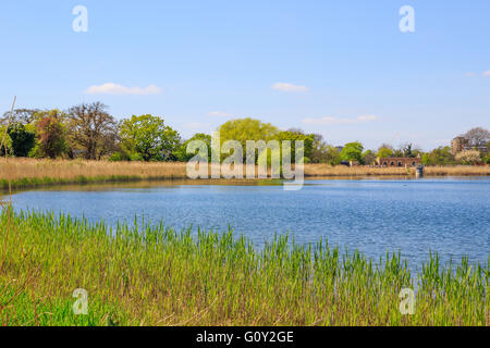 Woodberry Feuchtgebiete Naturschutzgebiet am Woodberry Down in London an einem sonnigen Tag Stockfoto