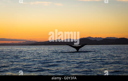 Humpback Whale Tail bei Sonnenaufgang, Baja California, Mexiko Stockfoto