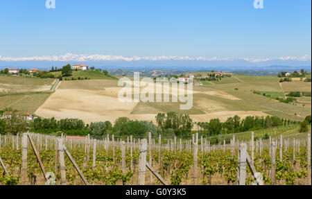Blick auf den Wein produzierenden Bereich Barbaresco in der Region Piemont in Italien Stockfoto