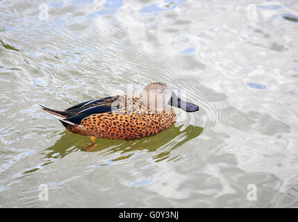 Männliche rote Löffelente (Anas Platalea) Schwimmen im & Feuchtgebiete Wildfowl Trust, Arundel, West Sussex, UK Stockfoto