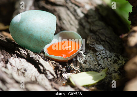 Amsel (Turdus Merula) zerbrochen Ei. Ein braun gesprenkelt blau Ei gebrochen nach einem Sturz aus dem Nest, mit leuchtend orangen Eigelb Stockfoto