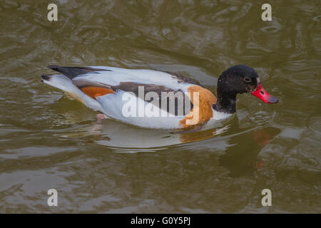 Brandente in Slimbridge Stockfoto