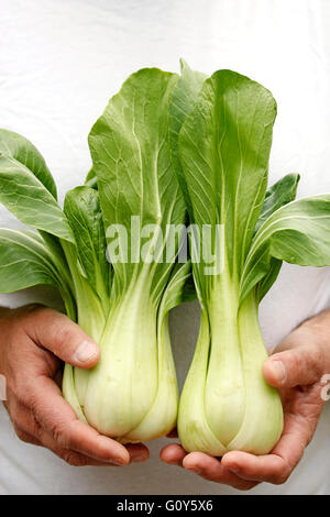 Pak Choi. Typische Chinakohl. Stockfoto