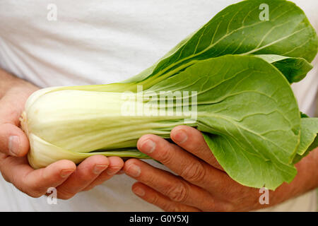 Pak Choi. Typische Chinakohl. Stockfoto