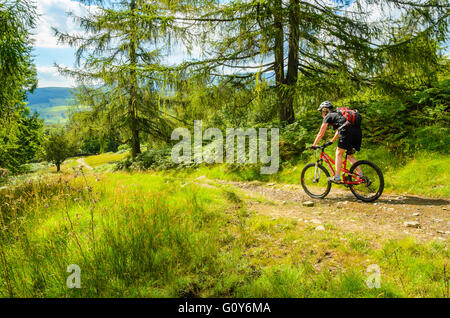 Mountainbiker entstammt Claife Heights im Lake District Stockfoto