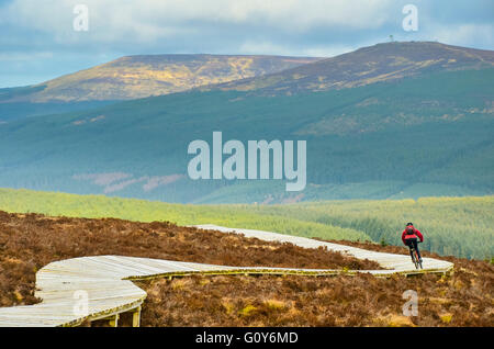 Mountainbiker auf der Promenade am Lonesome Pine Trail im Kielder Forest Park Northumberland National Park Stockfoto