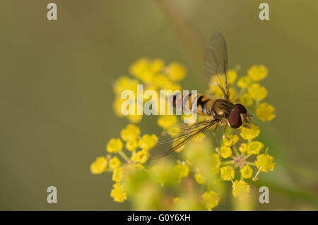 Ein Hoverfly (Episyrphus Balteatus) auf Blumen Dill (Anethum Graveolens) Stockfoto