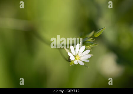 Eine Nahaufnahme einer Maus – Ohr Vogelmiere (Cerastium Fontanum) Blume. Stockfoto