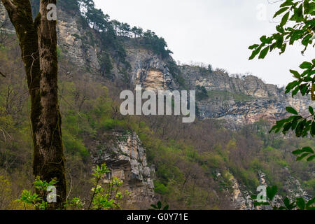 Rocky Mountain von Wald bedeckt, mit Baum im Vordergrund. Stockfoto