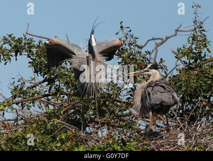 Great Blue Heron (Ardea Herodias) präsentiert Nistmaterial am nest Stockfoto