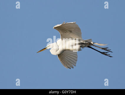 Silberreiher (Egretta Alba) im Flug mit strahlend blauem Himmelshintergrund Stockfoto