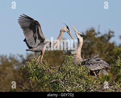 Great Blue Heron (Ardea Herodias) umwerben Ritual am nest Stockfoto