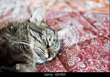 schlafen im Bett der Hauskatze Stockfoto