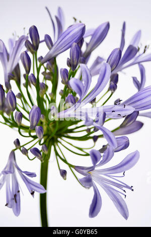 Agapanthus, Agapanthus Africanus, afrikanische Blaue Lilie, Schmucklilie, African Tulip, Schönheit in Natur, Glühbirne, Farbe, kreativ, Blume, Sommer blühen, Frost zart, Pflanze, Südafrika indigenen, Stamen, Studioaufnahme, wilde Blume, Wildpflanze, Mauve, weiß, Stockfoto