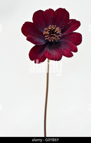 Kosmos, Schokolade Kosmos, Kosmos, Kosmos Atrosanguineus, Geschäftsbericht, natürliche Schönheit, Chocolate Cosmos, Schokolade Pflanze, Farbe, kreativ, Freisteller, Blume, Herbst blühen Sommer blühen, Frost Ausschreibung, Mexiko indigene, Staude, Parfüm, Pflanze, Stamen, Studioaufnahme, ungewöhnliche Pflanze, wilde Blume, rot, weiß, Stockfoto