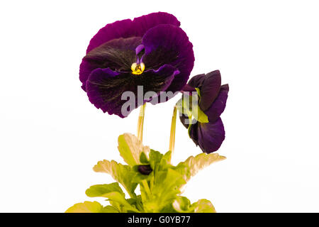 Viola Tricolor auf weißem Hintergrund. Stockfoto