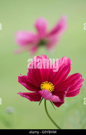 Kosmos, Cosmos Bipinnatus "Antike", Geschäftsbericht, Schönheit in der Natur, Farbe, zeitgenössischen, Cottage Gartenpflanze, Creative, traumhafte, Blume, Sommer blühend, Frost Ausschreibung, Growing, Outdoor, Pflanze, Stamen, rot, grün, Stockfoto