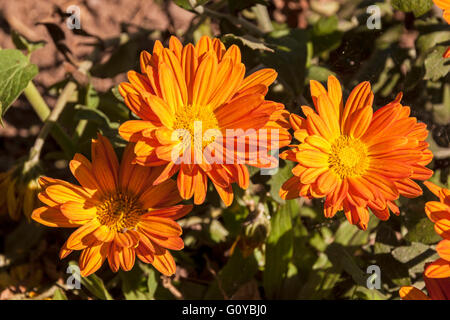 Nahaufnahme von orange Chrysanthemum blüht am Strauch im Garten Stockfoto