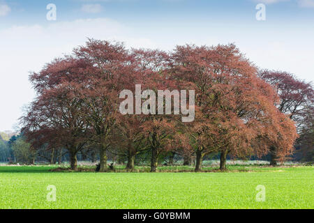 Copper Beech, Fagus, Fagus Sylvatica Purpurea, Schönheit in der Natur, Farbe, Abfallung, Frühling, die Blüte, Laub, frosthart, Growing, Outdoor, Pflanze, Baum, braun, Stockfoto
