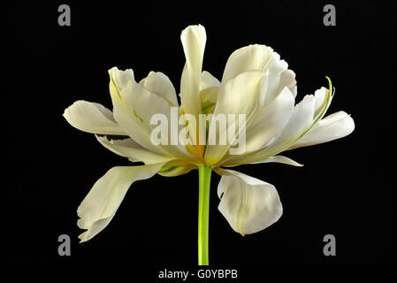 Tulpe "exotische Kaiser', Tulipa, Tulipa Fosteriana"Exotische Kaiser"Schönheit in der Natur, Glühbirne, Farbe, zeitgenössisch, Cottage Gartenpflanze, Creative, Freisteller, Blume, Blüte Frühling, Frost winterhart, Pflanze, Studio gedreht, weiß, schwarz, Stockfoto