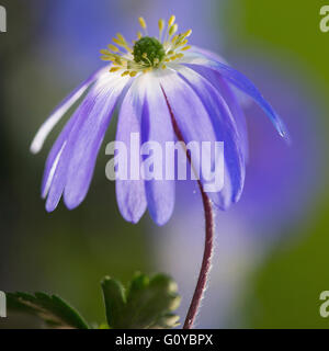Winter Windflower, Anemone, Anemone Blanda "Blautöne" Schönheit in der Natur, Birne, Farbe, moderne, Cottagegarten Pflanzen, Creative, traumhafte, Blume, Frühling Blüte, frosthart, Growing, Outdoor, Pflanze, Stamen, Knolle, Windflower, Mauve, Stockfoto