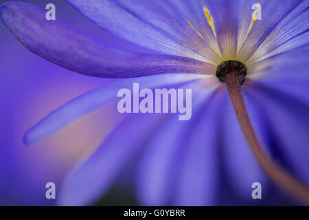 Winter Windflower, Anemone, Anemone Blanda "Blautöne" Schönheit in der Natur, Birne, Farbe, moderne, Cottagegarten Pflanzen, Creative, Blume, Frühling Blüte, frosthart, Growing, Outdoor, Pflanze, Knolle, Windflower, blau, Stockfoto