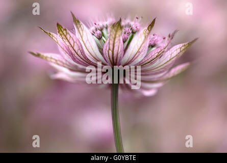 Sterndolde, Astrantia, Astrantia große 'Pink Penny', Schönheit in der Natur, Farbe, zeitgenössischen, Cottage Garten Pflanze, Creative, traumhafte, Blume, Sommer Blüte, winterhart, wachsende, Outdoor, Pastell Farbe Frost, Staude, Pflanze, rosa, Stockfoto