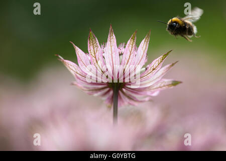 Sterndolde, Astrantia, Astrantia große 'Pink Penny', Schönheit in der Natur, Farbe, zeitgenössischen, Cottage Garten Pflanze, Creative, Blume, Sommer Blüte, winterhart, wachsende, Insekt, Outdoor, Pastell Farbe Frost, Staude, Pflanze, rosa, Stockfoto