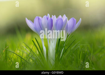 Frühen Crocus, Krokus, Crocus Tommasinianus, Alpine, Schönheit in Natur, Glühbirne, Bulgarien Einheimische, Farbe, Contemporary, Knolle, Cottage Garten Pflanze, Creative, traumhafte, Blume, Blüte Frühling, Frost winterhart, Growing, Ungarn indigenen, Outdoor, Pastell Farbe, Pflanze, Serbien indigenen, Schnee Crocus, Tomasini├òs Crocus, Wild Blume, Woodland Crocus, lila, Stockfoto