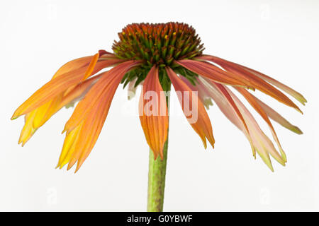 Sonnenhut, Echinacea, Echinacea "Sommer-Cocktail", natürliche Schönheit, Farbe, modern, Ferienhaus Gartenpflanze, kreativ, Freisteller, Blume, Blüte Herbst, Sommer Blüte, frosthart, mehrjährige Pflanze, Pflanze, Spiky, Stamen, Studio, Orange, weiß, Stockfoto