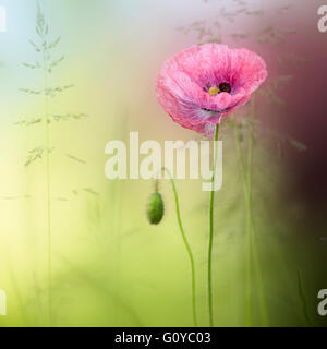 Mohn, Papaver, Papaver Rhoeas, Geschäftsbericht, Schönheit in Natur, Belguim Nationalblume, Farbe, Contemporary, Klatschmohn, Cottage Gartenpflanze, Creative, Delicate, traumhafte, essbar, Feld Mohn, Flandern Mohn, Blume, Sommer blühend, winterhart, Frost wachsen, Kraut, medizinisch verwendet, Outdoor, Pastell Farbe, Pflanze, Polen nationale Blume, rote Mohn, wilde Blume, rosa, Stockfoto