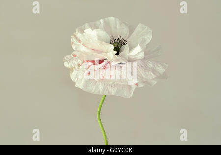 Mohnblume, Feld Mohn, Papaver, Papaver Rhoeas "Mother of Pearl", Jahrbuch, Schönheit in der Natur, Farbe, Contemporary, Mais, Mohn, Cottage Gartenpflanze, kreativ, Freisteller, Delicate, Blume, Sommer blühend, frosthart, Pastell Farbe, Pflanze, Stamen, Studio, weiß, grau, Stockfoto